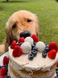 Bolo especial da Padaria Pet